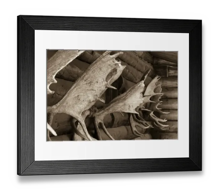 Framed Print : USA, Alaska. Moose antlers on log cabin wall Framed Print : USA, Alaska. Moose antlers on log cabin wall