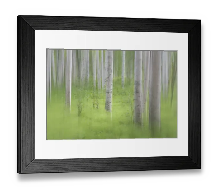 Framed Print : USA, Alaska. Abstract blur of birch trees. Credit as: Don Paulson / Jaynes Gallery / DanitaDelimont Framed Print : USA, Alaska. Abstract blur of birch trees. Credit as: Don Paulson / Jaynes Gallery / DanitaDelimont