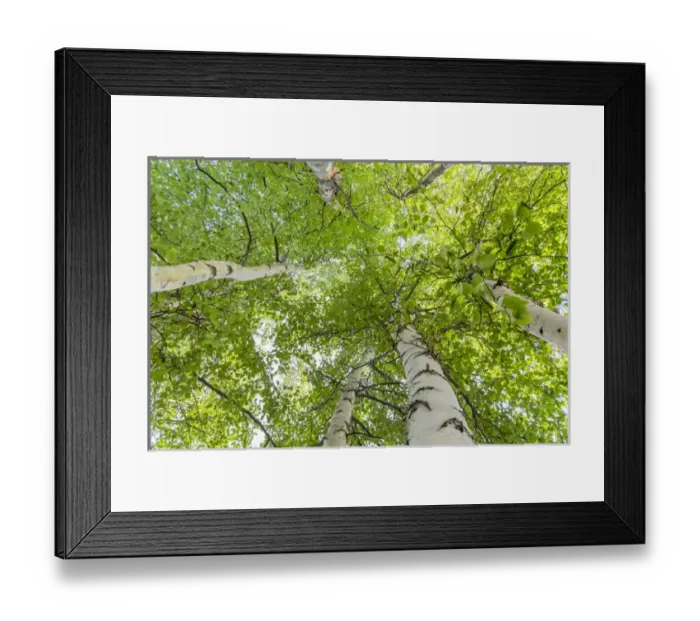 Framed Print : USA, Alaska. Paper birch trees. Credit as: Don Paulson / Jaynes Gallery / DanitaDelimont Framed Print : USA, Alaska. Paper birch trees. Credit as: Don Paulson / Jaynes Gallery / DanitaDelimont