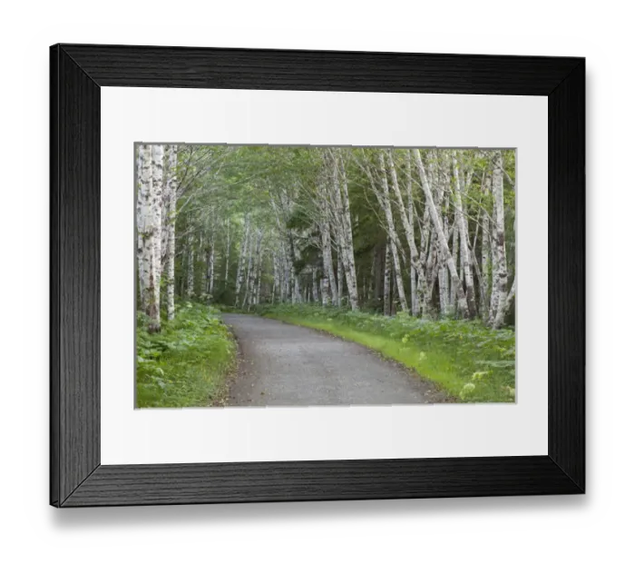 Framed Print : USA, Alaska, Douglas Island. Road through stand of alder trees Framed Print : USA, Alaska, Douglas Island. Road through stand of alder trees