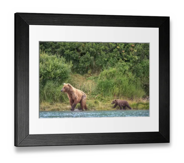Framed Print : Grizzly Bears. Also called Brown Bears. McNeil River State Game Sanctuary and refuge Framed Print : Grizzly Bears. Also called Brown Bears. McNeil River State Game Sanctuary and refuge