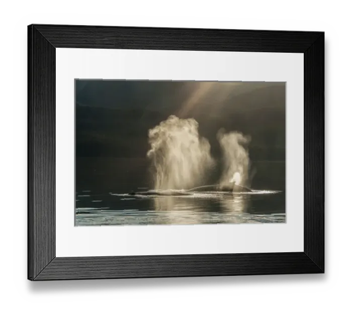Framed Print : USA, Alaska, Tongass National Forest. Humpback whales spout on surface. Credit as Framed Print : USA, Alaska, Tongass National Forest. Humpback whales spout on surface. Credit as