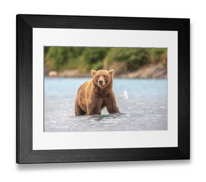 Framed Print : Grizzly Bears. Also called Brown Bears. McNeil River State Game Sanctuary and refuge