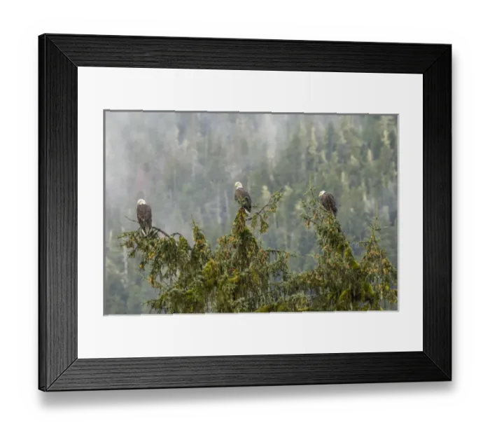 Framed Print : USA, Alaska, Tongass National Forest. Bald eagles in tree
