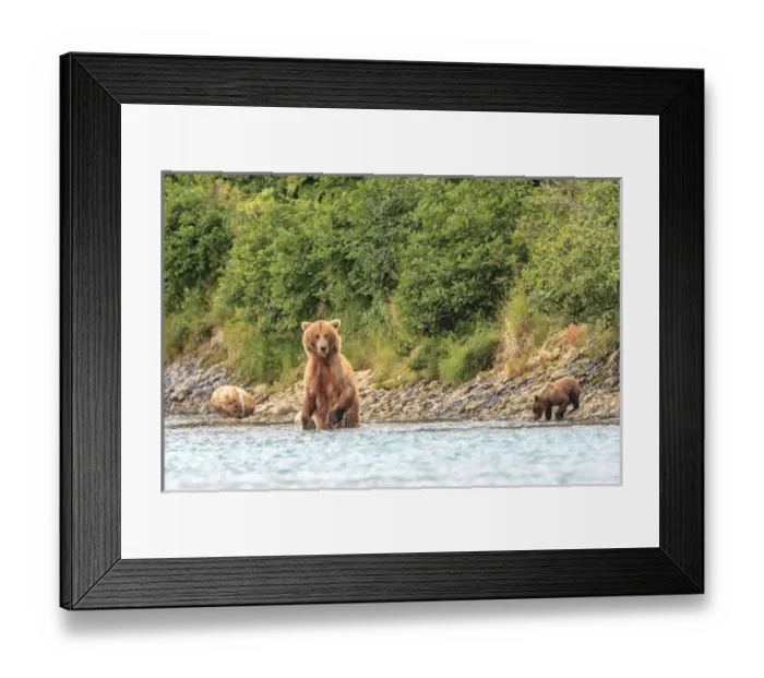 Framed Print : Grizzly Bears. Also called Brown Bears. McNeil River State Game Sanctuary and refuge