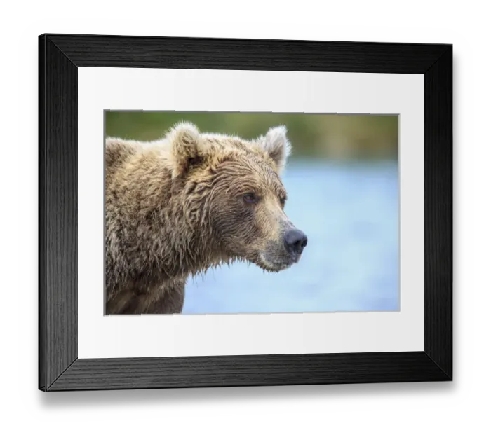 Framed Print : Grizzly Bears. Also called Brown Bears. McNeil River State Game Sanctuary and refuge