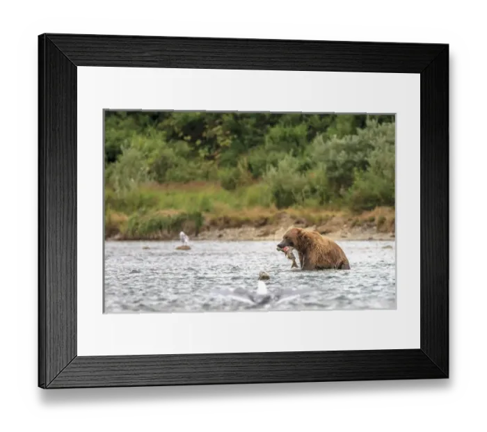 Framed Print : Grizzly Bears. Also called Brown Bears. McNeil River State Game Sanctuary and refuge