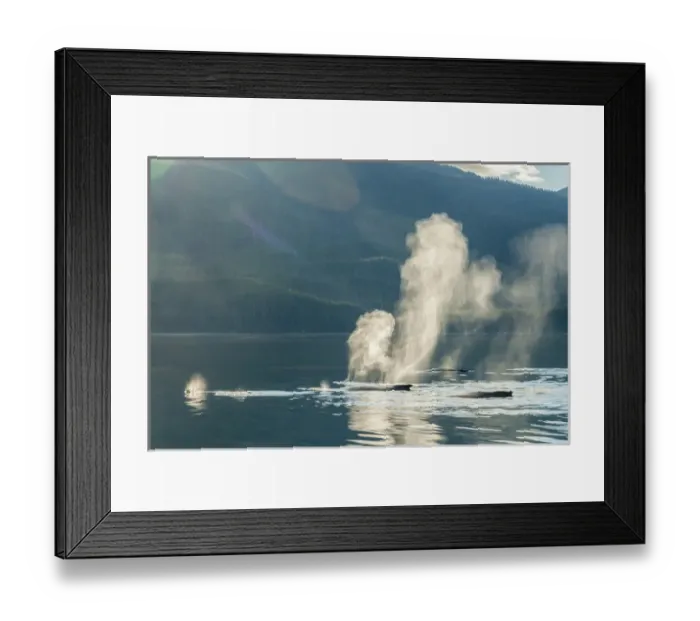 Framed Print : USA, Alaska, Tongass National Forest. Humpback whales spout on surface. Credit as Framed Print : USA, Alaska, Tongass National Forest. Humpback whales spout on surface. Credit as