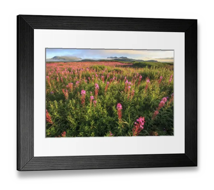 Framed Print : Lupine field. McNeil River State Game Sanctuary and refuge. Alaska Peninsula. Alaska Framed Print : Lupine field. McNeil River State Game Sanctuary and refuge. Alaska Peninsula. Alaska
