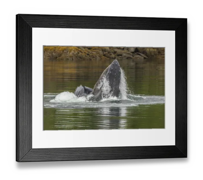 Framed Print : USA, Alaska, Tongass National Forest. Humpback whale lunge feeds Framed Print : USA, Alaska, Tongass National Forest. Humpback whale lunge feeds