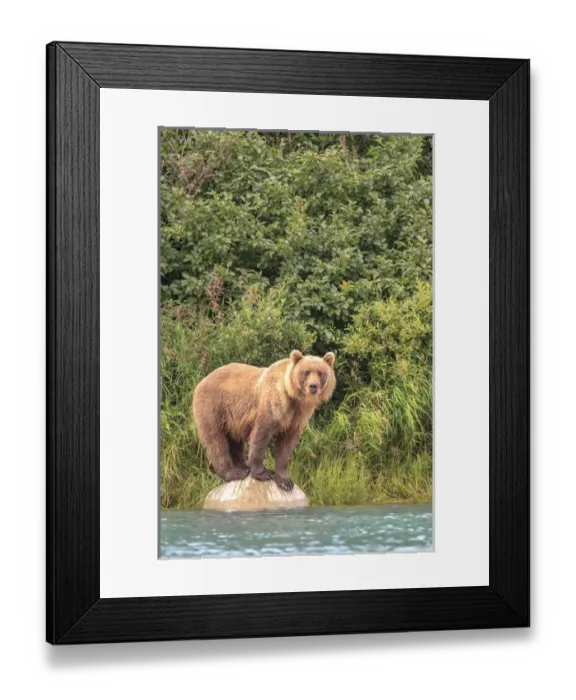 Framed Print : Grizzly Bears. Also called Brown Bears. McNeil River State Game Sanctuary and refuge