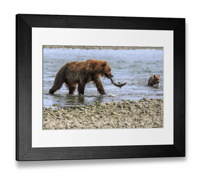 Framed Print : Grizzly Bears. Also called Brown Bears. McNeil River State Game Sanctuary and refuge Framed Print : Grizzly Bears. Also called Brown Bears. McNeil River State Game Sanctuary and refuge