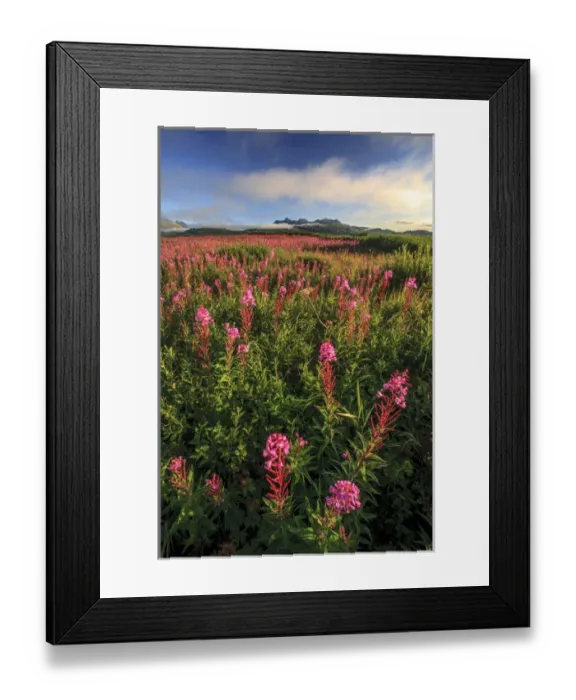 Framed Print : Lupine field. McNeil River State Game Sanctuary and refuge. Alaska Peninsula. Alaska Framed Print : Lupine field. McNeil River State Game Sanctuary and refuge. Alaska Peninsula. Alaska