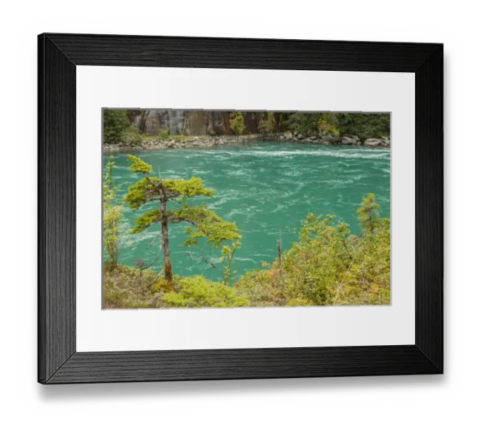 Framed Print : USA, Alaska, Tongass National Forest. Cedar trees and river with glacial melt. Credit as Framed Print : USA, Alaska, Tongass National Forest. Cedar trees and river with glacial melt. Credit as