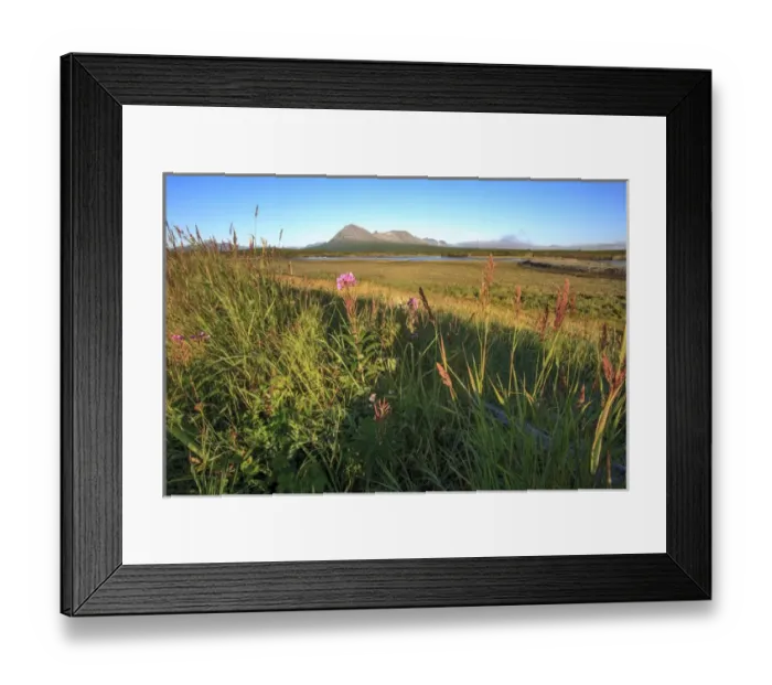 Framed Print : Lupines. View from camp. McNeil River State Game Sanctuary and refuge. Alaska Peninsula
