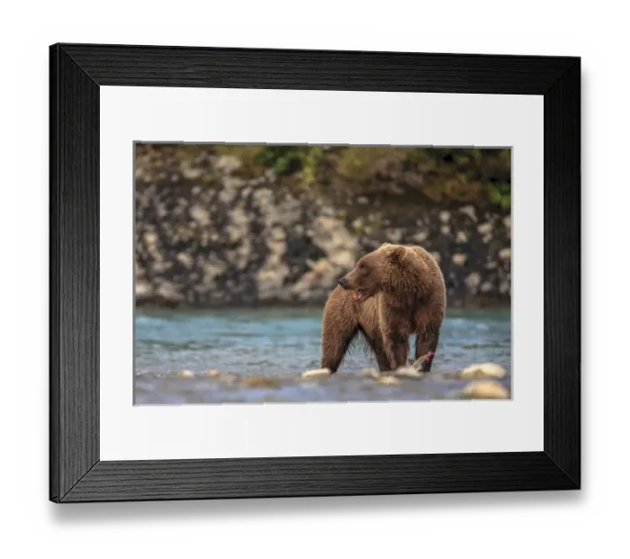 Framed Print : Grizzly Bears. Also called Brown Bears. McNeil River State Game Sanctuary and refuge Framed Print : Grizzly Bears. Also called Brown Bears. McNeil River State Game Sanctuary and refuge