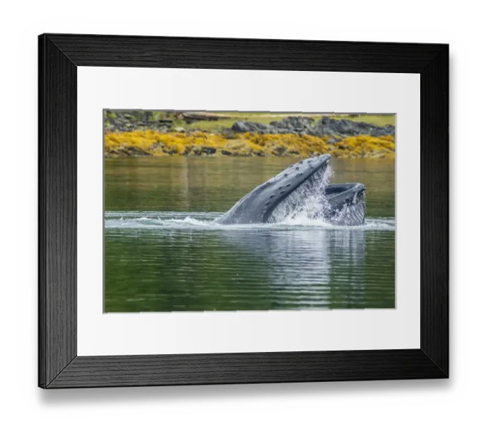 Framed Print : USA, Alaska, Tongass National Forest. Humpback whale lunge feeds Framed Print : USA, Alaska, Tongass National Forest. Humpback whale lunge feeds
