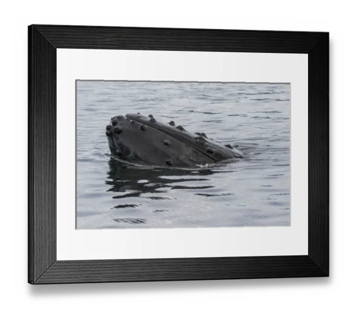 Framed Print : USA, Alaska, Tongass National Forest. Humpback whales head breaks surface. Credit as Framed Print : USA, Alaska, Tongass National Forest. Humpback whales head breaks surface. Credit as