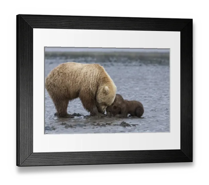 Framed Print : USA, Alaska. A female grizzly bear, ursus arctos horribilis, clams on the tidal flats