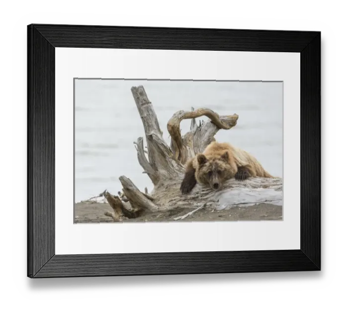 Framed Print : Coastal Grizzly Bear (ursus arctos) Hangs out on a tree stump, Alaska Framed Print : Coastal Grizzly Bear (ursus arctos) Hangs out on a tree stump, Alaska