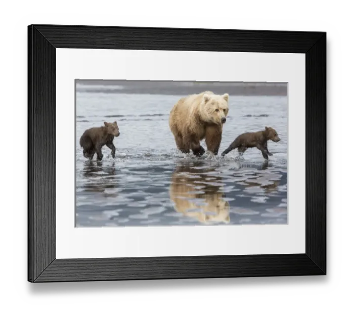 Framed Print : Coastal Grizzly bear (ursus arctos) mother and cubs run across mud flat, Lake Clark National Park Framed Print : Coastal Grizzly bear (ursus arctos) mother and cubs run across mud flat, Lake Clark National Park