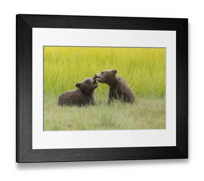 Framed Print : Grizzly bear cubs (ursus arctos) playfight in a meadow Framed Print : Grizzly bear cubs (ursus arctos) playfight in a meadow