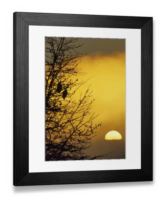 Framed Print : Bald Eagle, Chilkat River, Haines, Alaska, USA