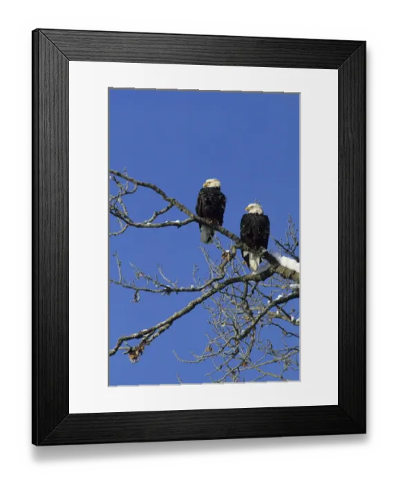 Framed Print : Bald Eagle, Chilkat River, Haines, Alaska Framed Print : Bald Eagle, Chilkat River, Haines, Alaska