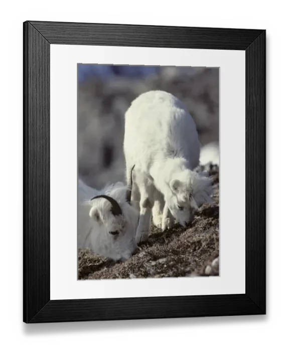 Framed Print : USA, Alaska, Dall Sheep, Ewe, Ewe and Lamb, Denali National Park Framed Print : USA, Alaska, Dall Sheep, Ewe, Ewe and Lamb, Denali National Park
