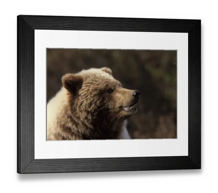 Framed Print : USA, Alaska, Grizzly Bear, Denali National Park Framed Print : USA, Alaska, Grizzly Bear, Denali National Park