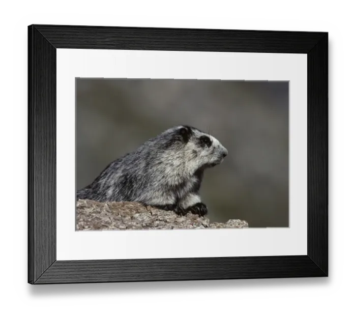 Framed Print : USA, Alaska, Marmot, Denali National Park