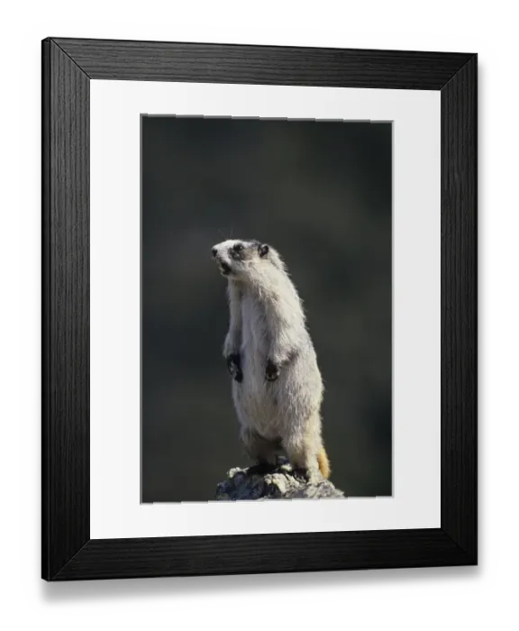 Framed Print : USA, Alaska, Marmot, Denali National Park Framed Print : USA, Alaska, Marmot, Denali National Park