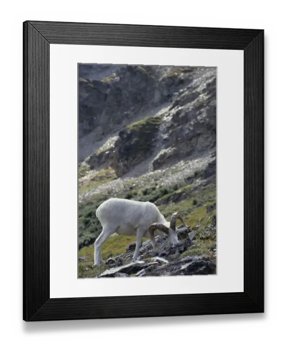 Framed Print : USA, Alaska, Dall Sheep, Dall Ram, Denali National Park Framed Print : USA, Alaska, Dall Sheep, Dall Ram, Denali National Park