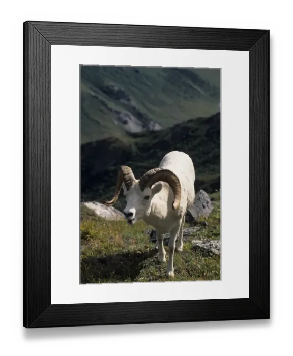 Framed Print : USA, Alaska, Dall Sheep, Dall Ram, Denali National Park Framed Print : USA, Alaska, Dall Sheep, Dall Ram, Denali National Park