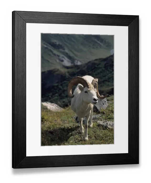 Framed Print : USA, Alaska, Dall Sheep, Dall Ram, Denali National Park Framed Print : USA, Alaska, Dall Sheep, Dall Ram, Denali National Park