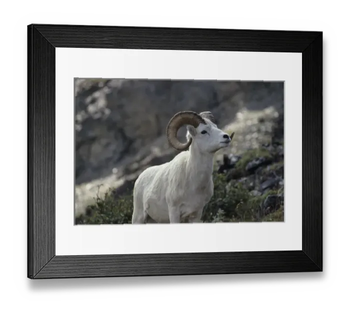Framed Print : USA, Alaska, Dall Sheep, Dall Ram, Denali National Park Framed Print : USA, Alaska, Dall Sheep, Dall Ram, Denali National Park