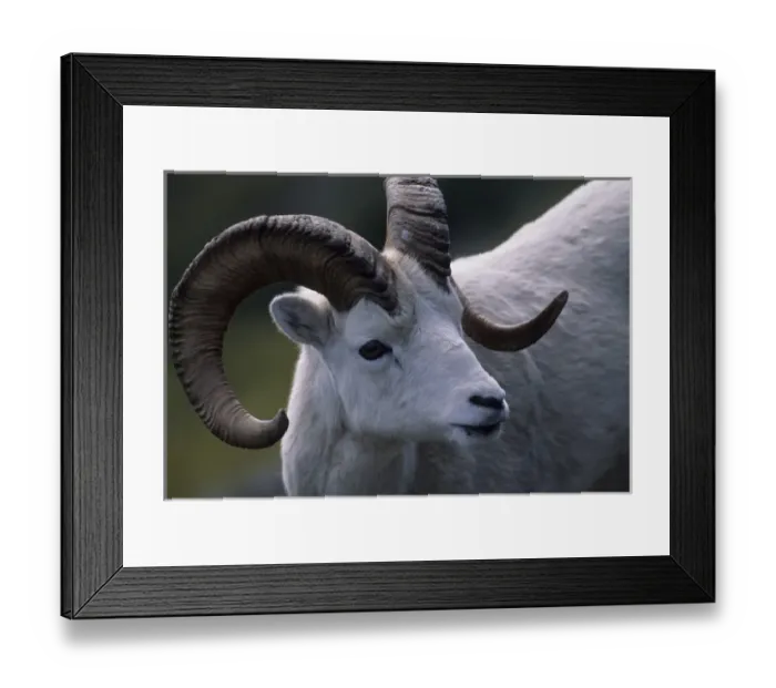 Framed Print : USA, Alaska, Dall Sheep, Dall Ram, Denali National Park Framed Print : USA, Alaska, Dall Sheep, Dall Ram, Denali National Park
