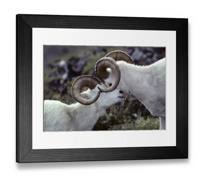 Framed Print : USA, Alaska, Dall Sheep, Dall Ram, Denali National Park