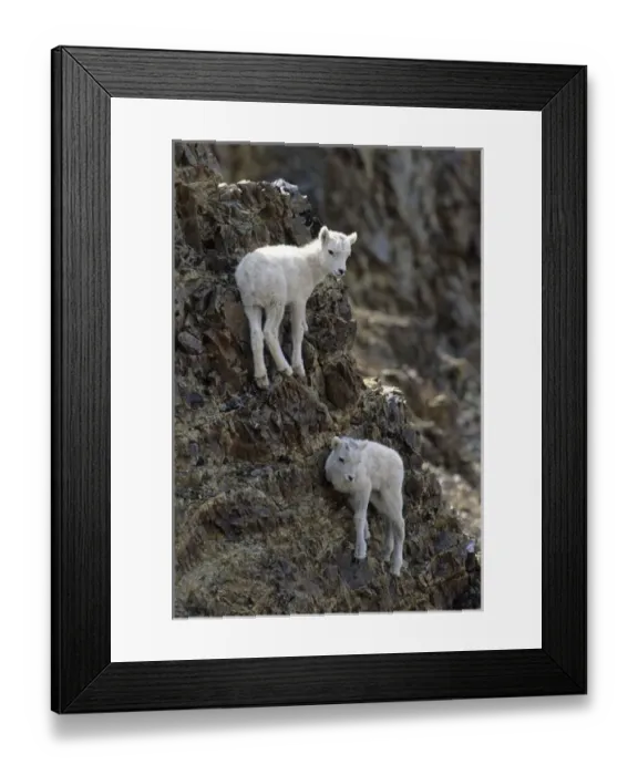 Framed Print : USA, Alaska, Dall Sheep, Dall Lamb, Lamb, Denali National Park Framed Print : USA, Alaska, Dall Sheep, Dall Lamb, Lamb, Denali National Park