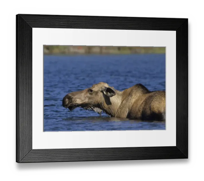 Framed Print : USA, Alaska, Cow Moose at Pond, Denali National Park Framed Print : USA, Alaska, Cow Moose at Pond, Denali National Park