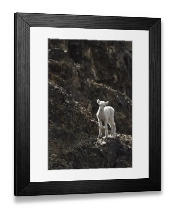 Framed Print : USA, Alaska, Dall Sheep, Dall Lamb, Lamb, Denali National Park Framed Print : USA, Alaska, Dall Sheep, Dall Lamb, Lamb, Denali National Park