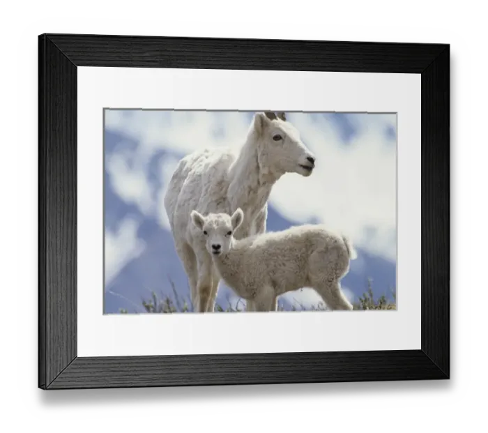 Framed Print : USA, Alaska, Dall Sheep, Ewe, Ewe and Lamb, Denali National Park Framed Print : USA, Alaska, Dall Sheep, Ewe, Ewe and Lamb, Denali National Park