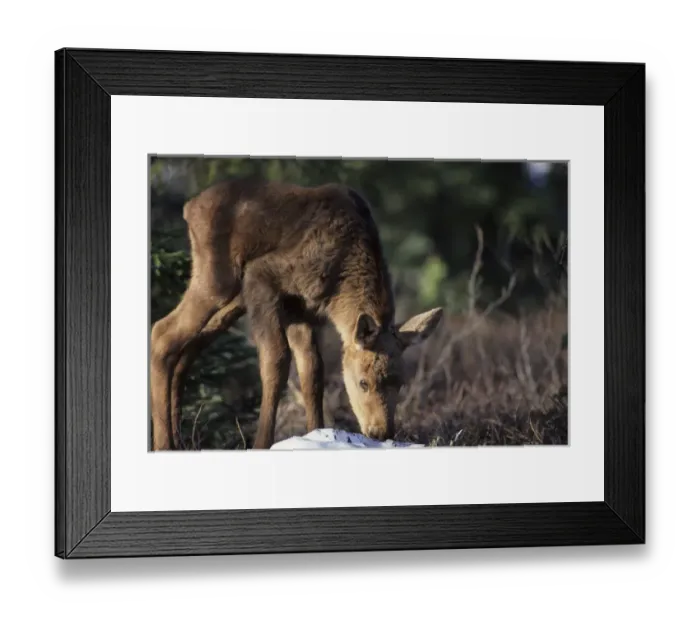 Framed Print : USA, Alaska, Moose Calf, Denali National Park