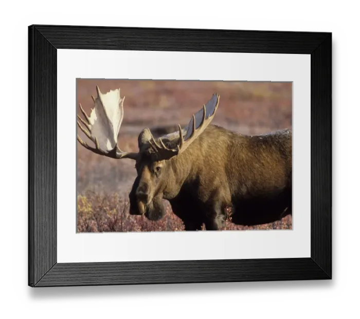 Framed Print : USA, Alaska, Bull Moose, Denali National Park Framed Print : USA, Alaska, Bull Moose, Denali National Park