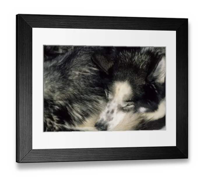 Framed Print : USA, Alaska, Sled Dogs, Dog Sledding, Denali National Park