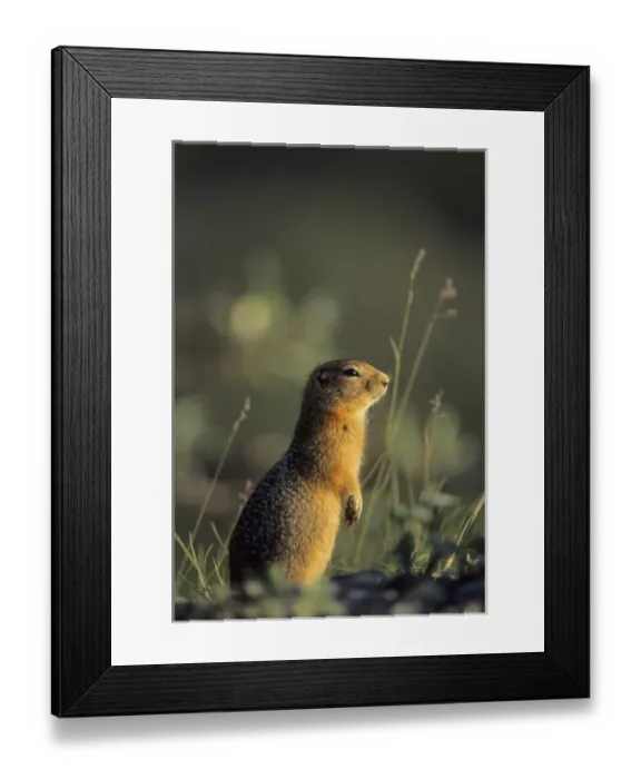 Framed Print : Arctic Ground Squirrel, Denali National Park, Alaska Framed Print : Arctic Ground Squirrel, Denali National Park, Alaska