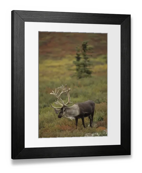 Framed Print : USA, Alaska, Bull Caribou, Denali National Park Framed Print : USA, Alaska, Bull Caribou, Denali National Park