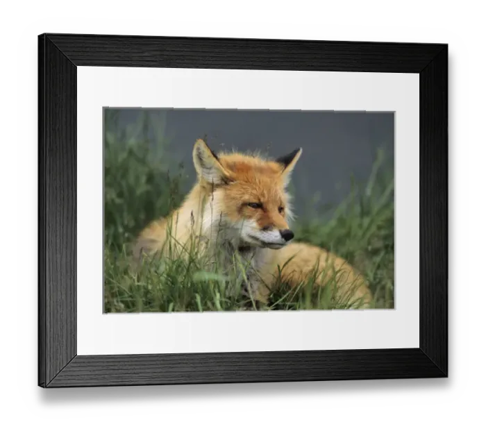 Framed Print : USA, Alaska, Red Fox, Denali National Park