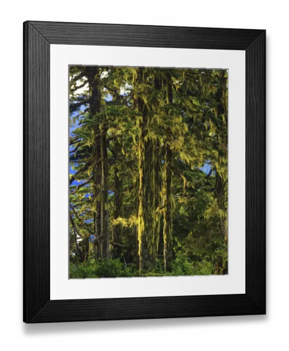 Framed Print : Western Hemlock & lichen, temperate rainforest, Tongass National Forest, near Ketchikan Framed Print : Western Hemlock & lichen, temperate rainforest, Tongass National Forest, near Ketchikan
