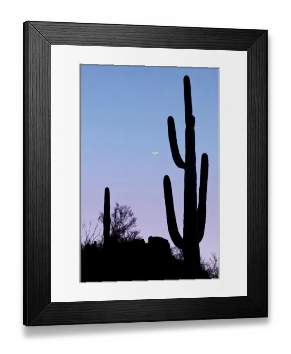 Framed Print : USA, Arizona, Tucson. Silhouette of saguaro cactus with crescent moon at sunset. Credit as Framed Print : USA, Arizona, Tucson. Silhouette of saguaro cactus with crescent moon at sunset. Credit as